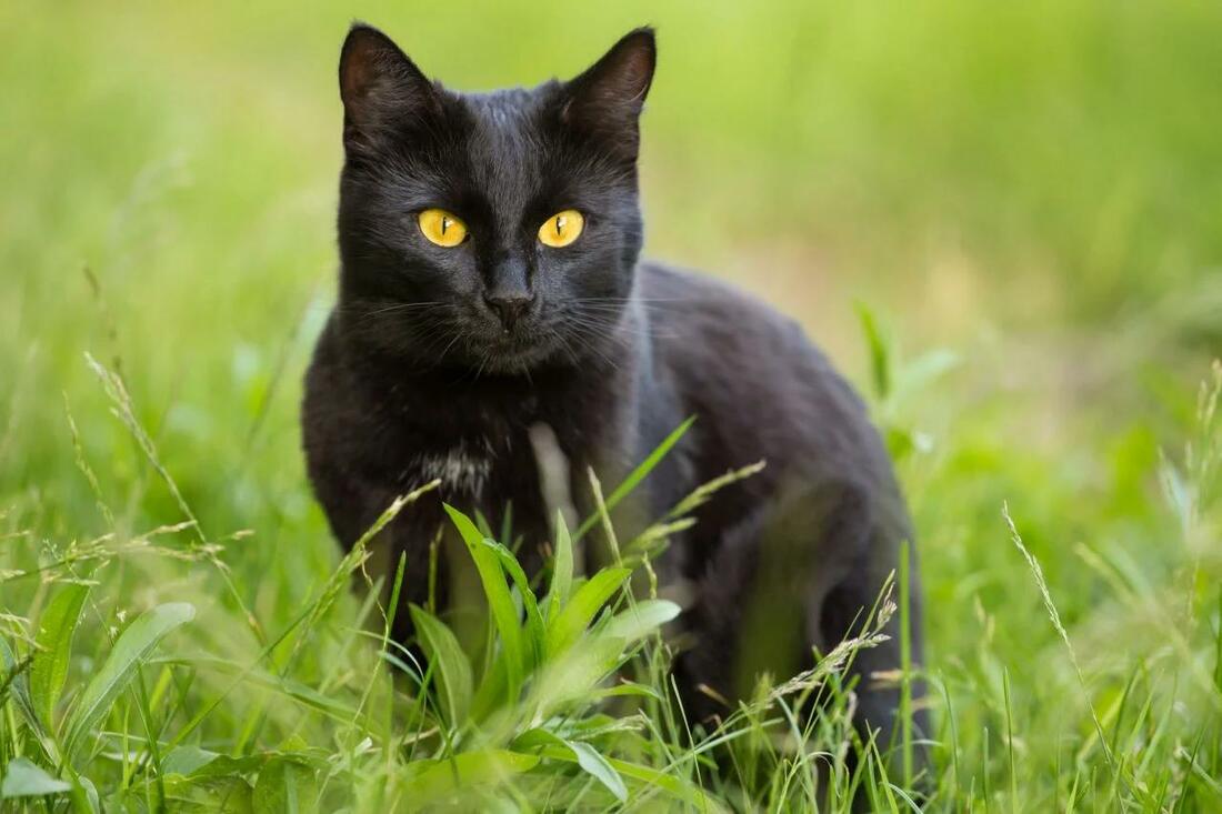 Interesting Black Cat Facts - CAT SUPPLIES NZ